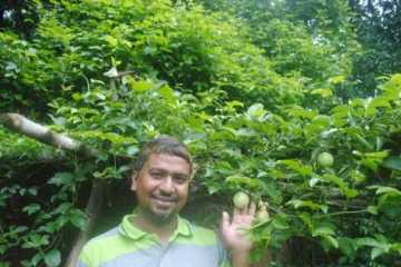 বাংলাদেশে প্যাশান ফলের চাষ করলেন জাবি শিক্ষক
